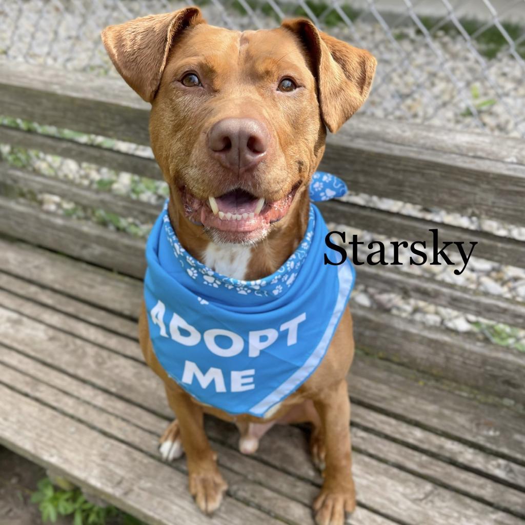 Enlarge Starsky 251063, a Adoptable Mixed Breed in Escanaba, MI image 1/6