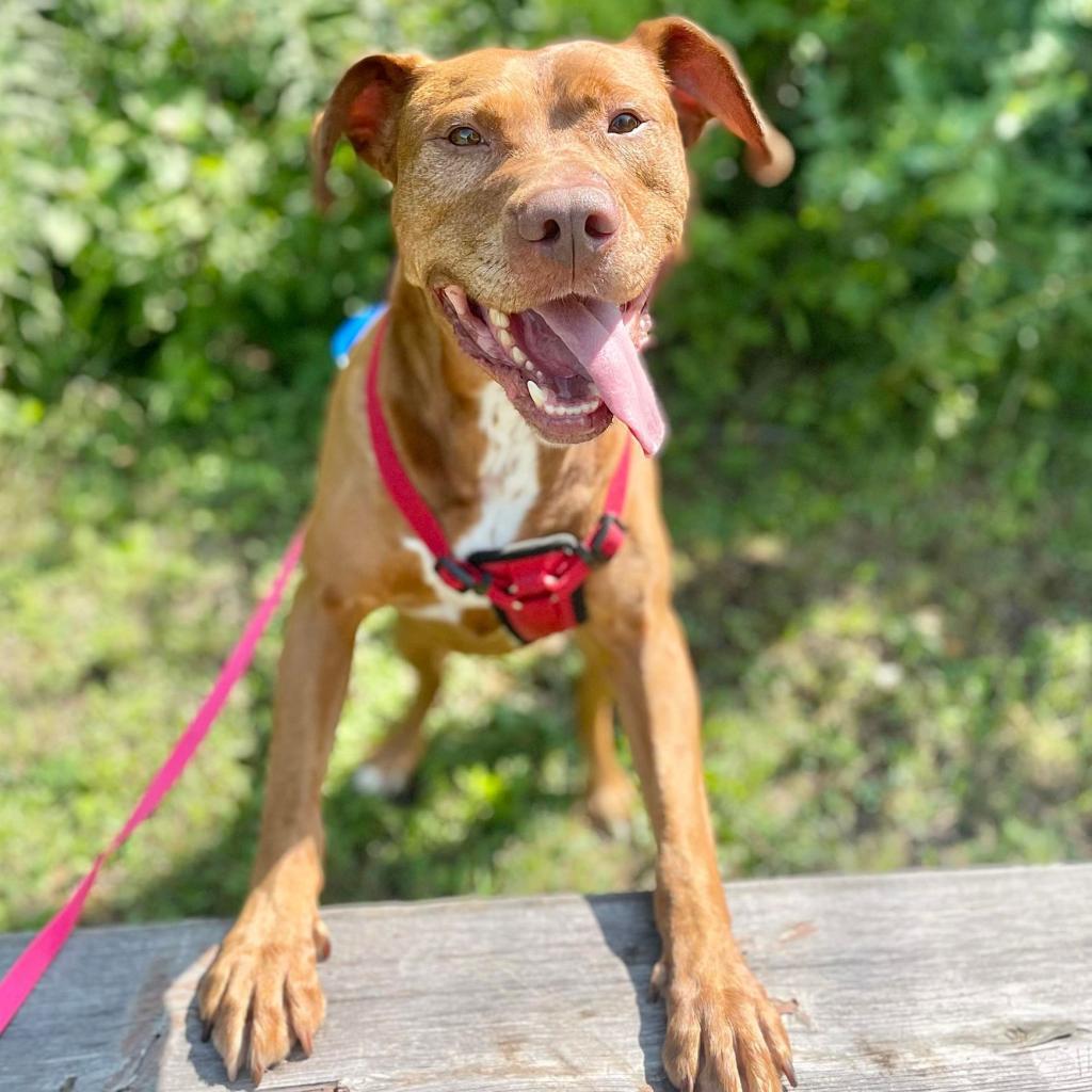 Enlarge Starsky 251063, a Adoptable Mixed Breed in Escanaba, MI image 2/6