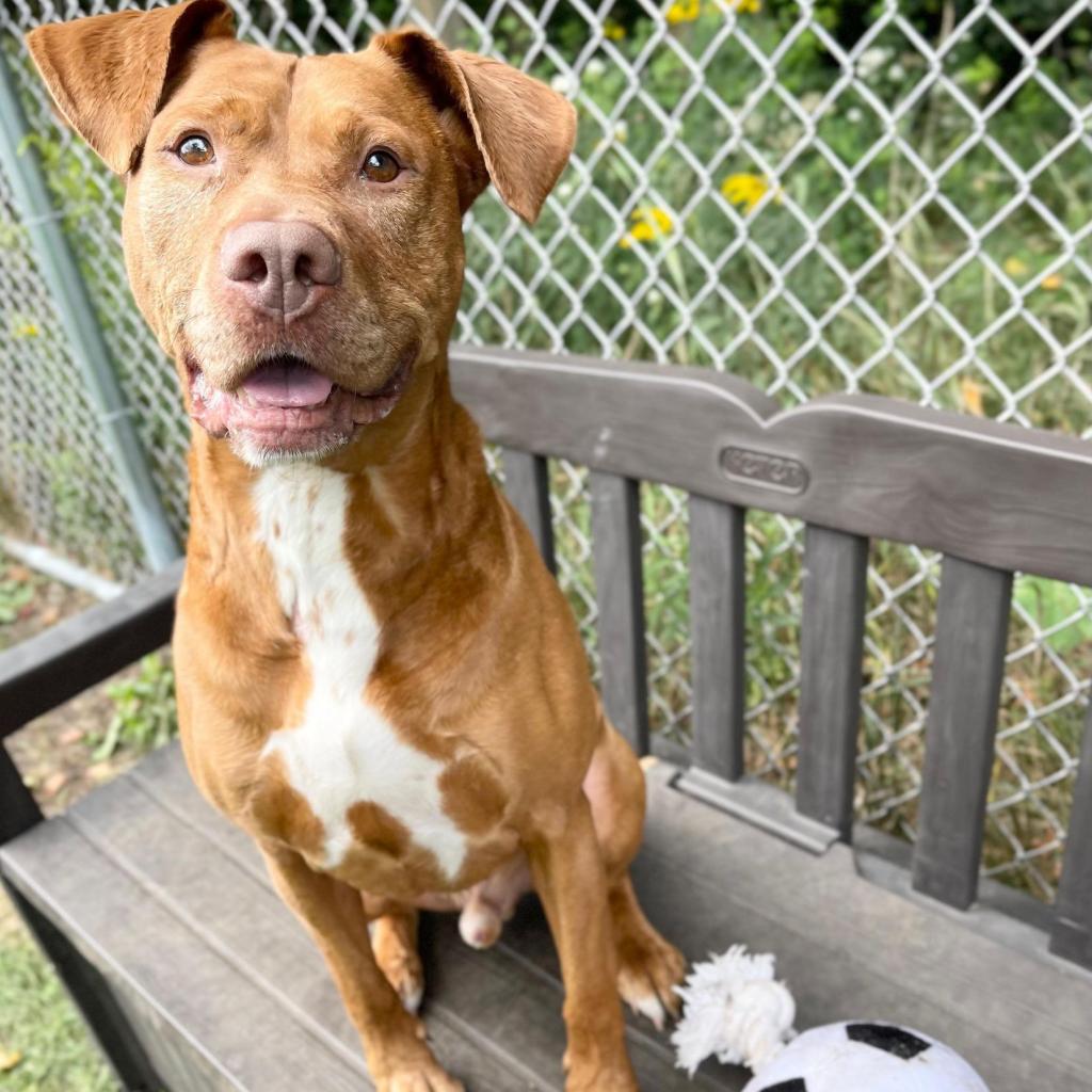 Enlarge Starsky 251063, a Adoptable Mixed Breed in Escanaba, MI image 3/6