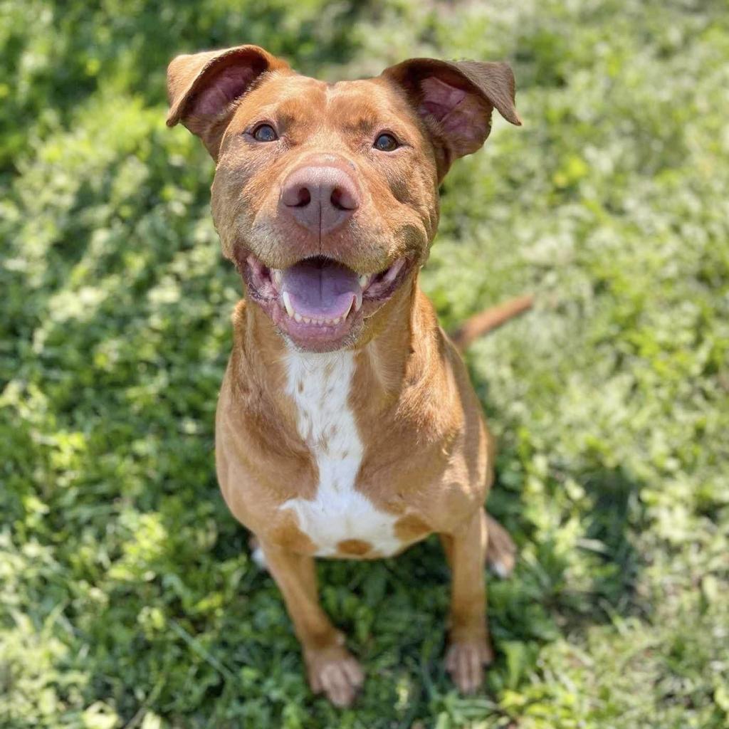 Enlarge Starsky 251063, a Adoptable Mixed Breed in Escanaba, MI image 4/6