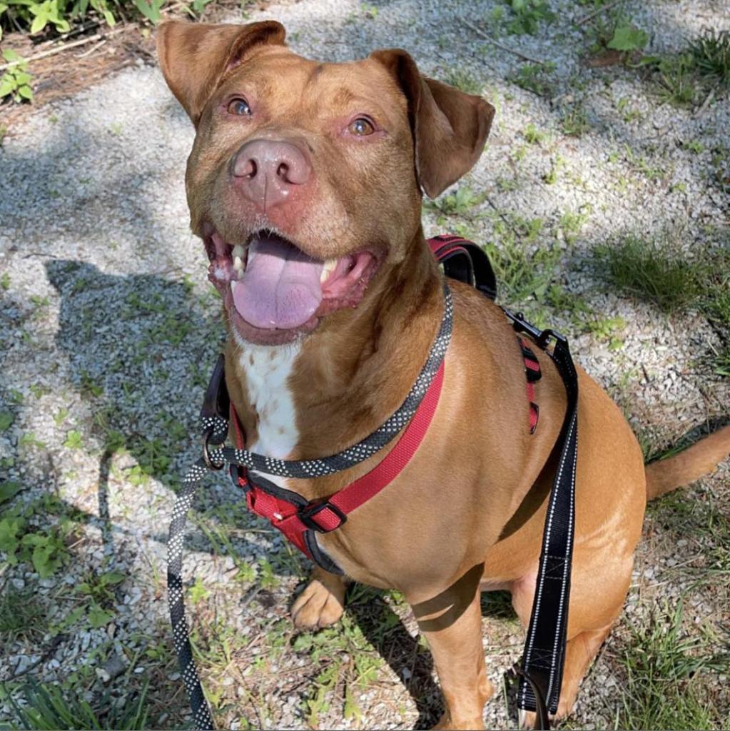 Enlarge Starsky 251063, a Adoptable Mixed Breed in Escanaba, MI image 5/6