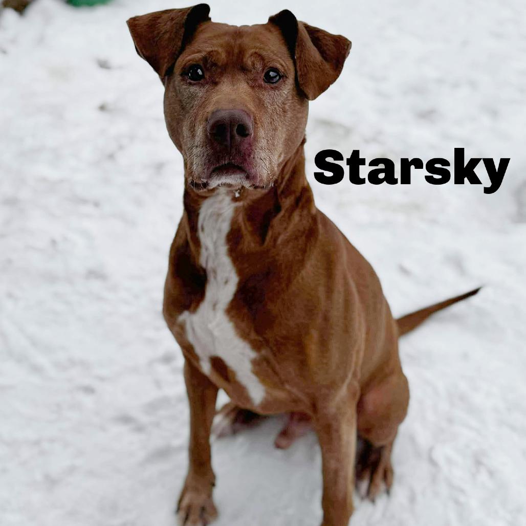 Enlarge Starsky 251063, a Adoptable Mixed Breed in Escanaba, MI image 6/6