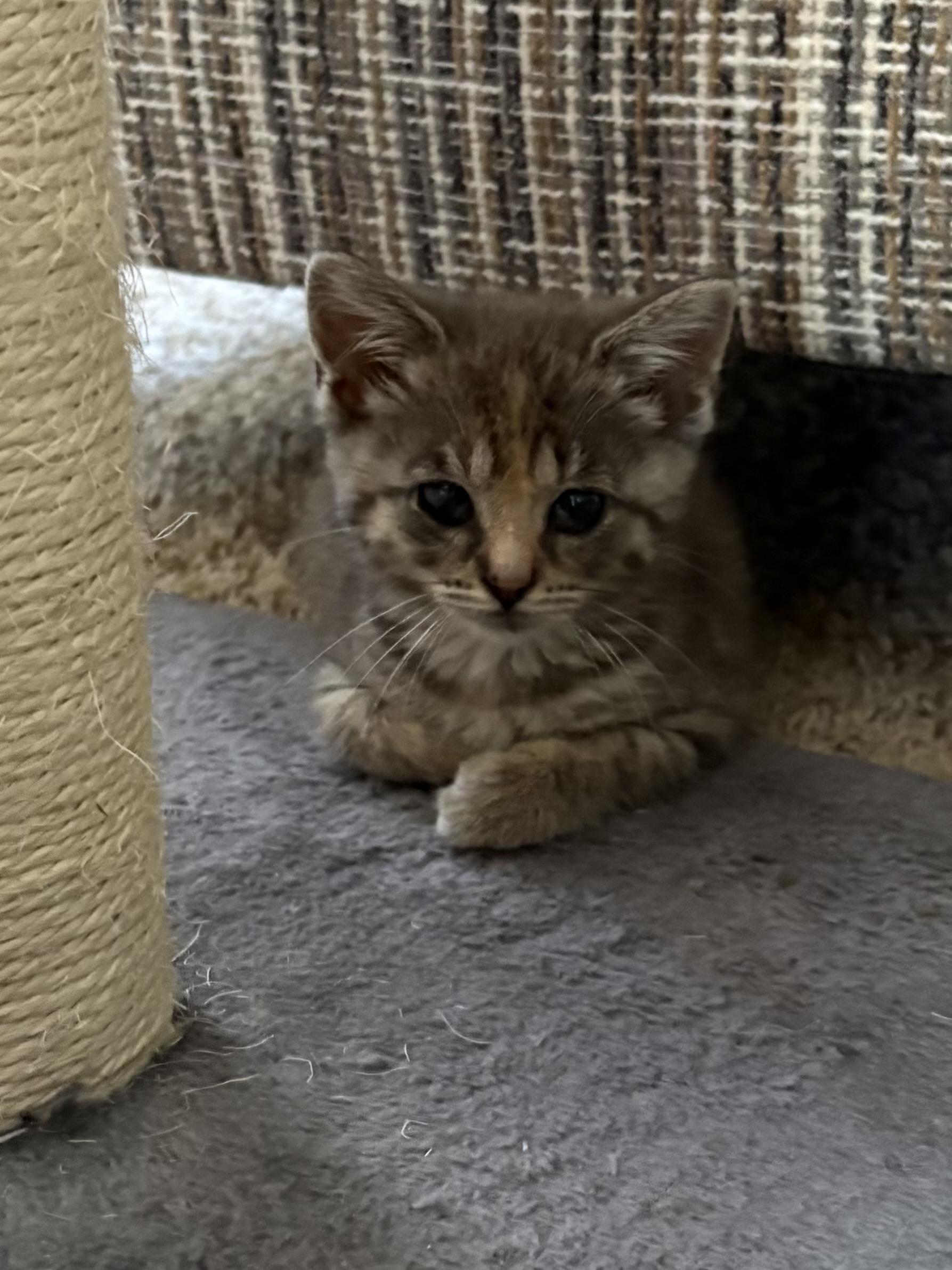Precious