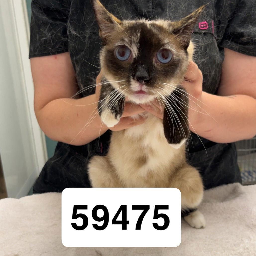 Trouble, Adoptable, Young Female Domestic Short Hair & Siamese.