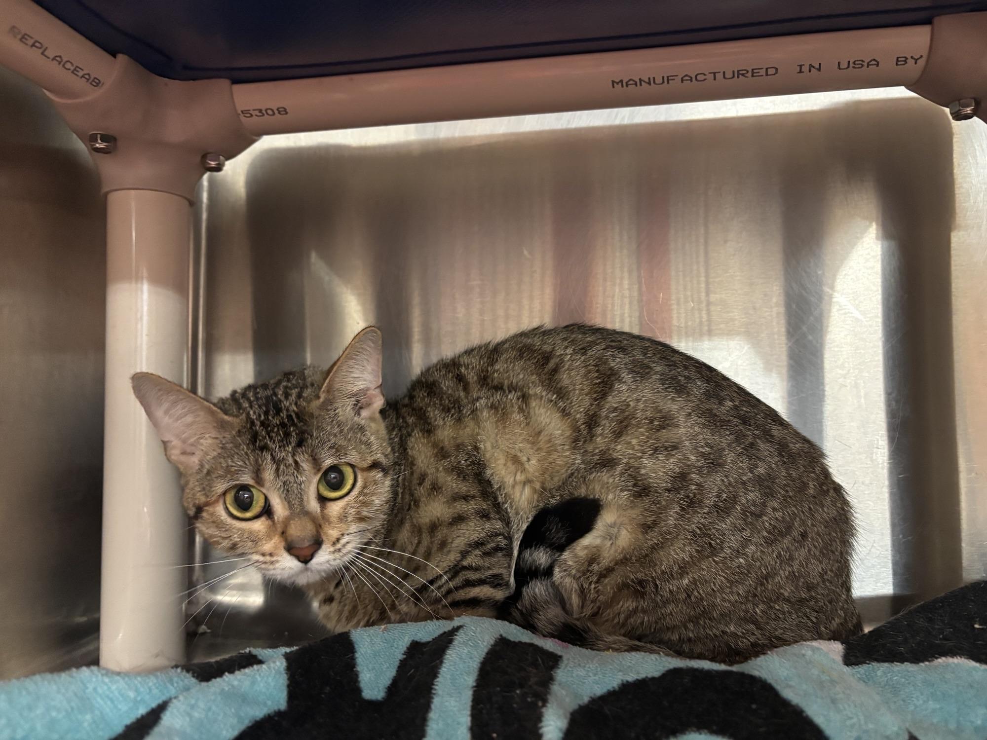 Circe CS-236/26, Adoptable, Young Female Bengal.