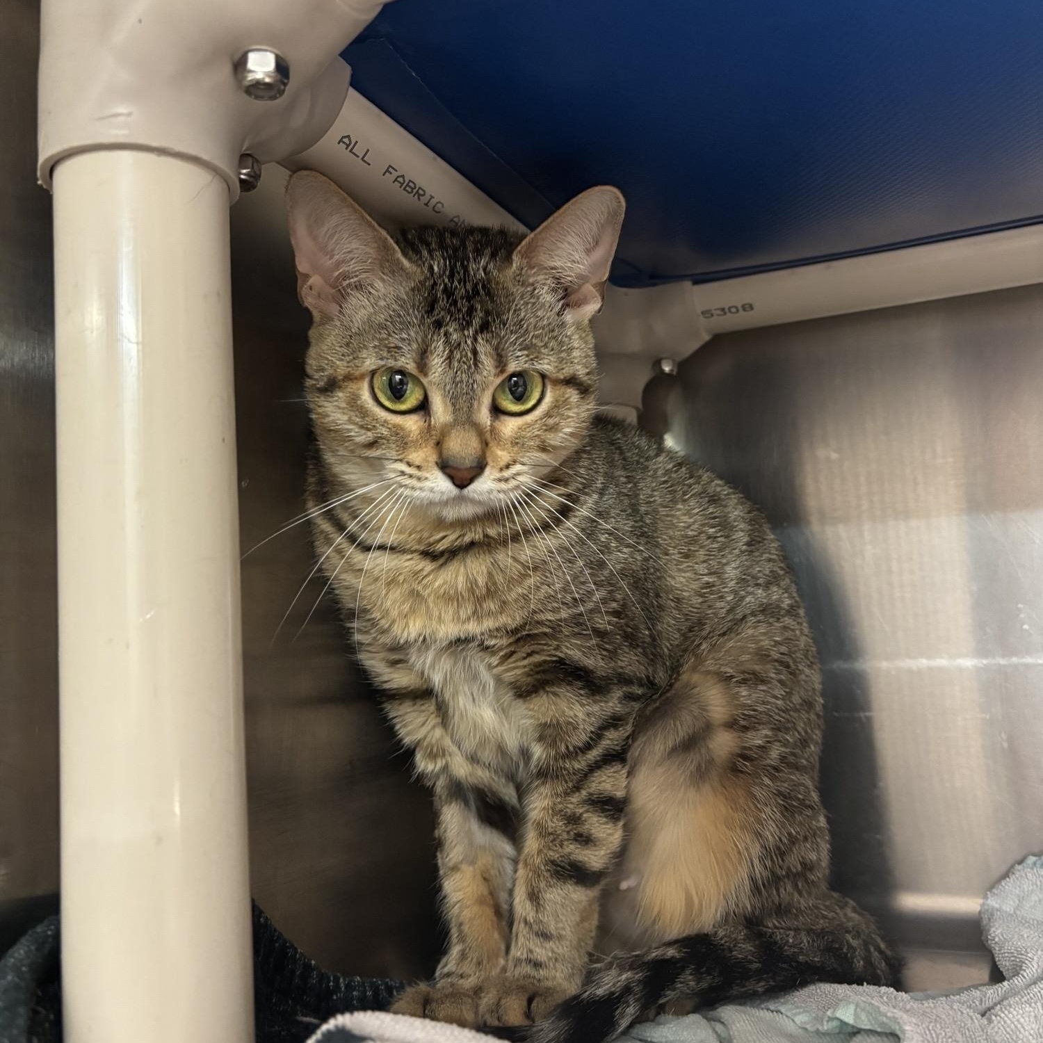 Enlarge Circe CS-236/26, a Adoptable mixed breed in Burlington, ON image 1/2