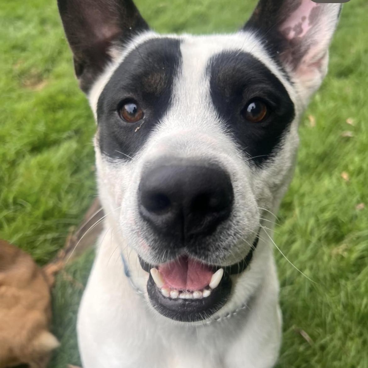 Kane the Panda Bear, Adoptable, Adult Male Mixed Breed.