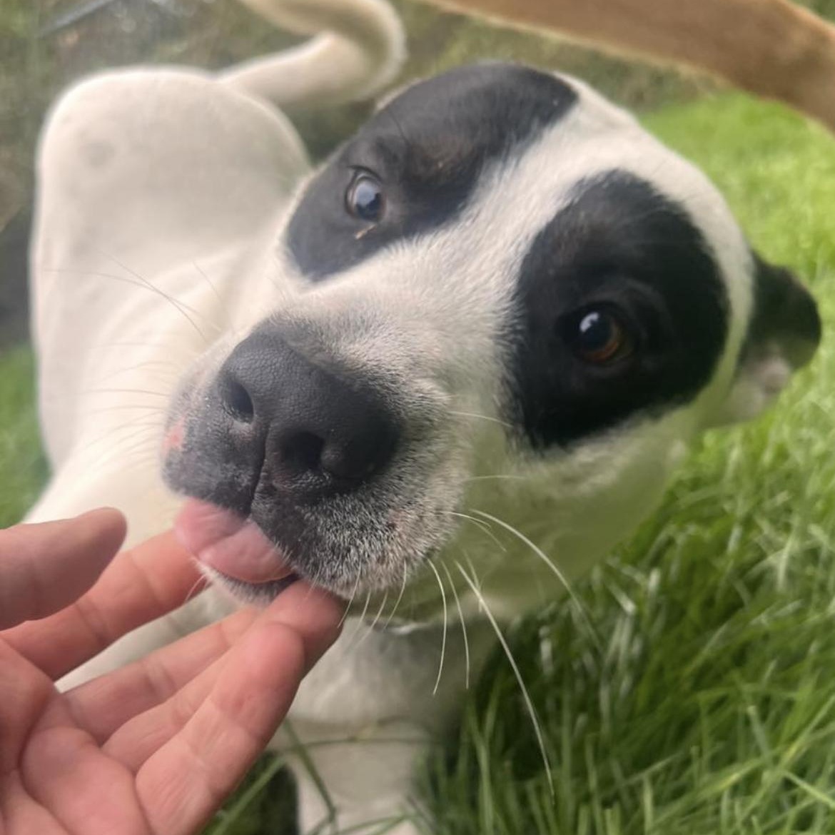 Enlarge Kane the Panda Bear, a Adoptable Mixed Breed in Richmond Hill, ON image 6/6