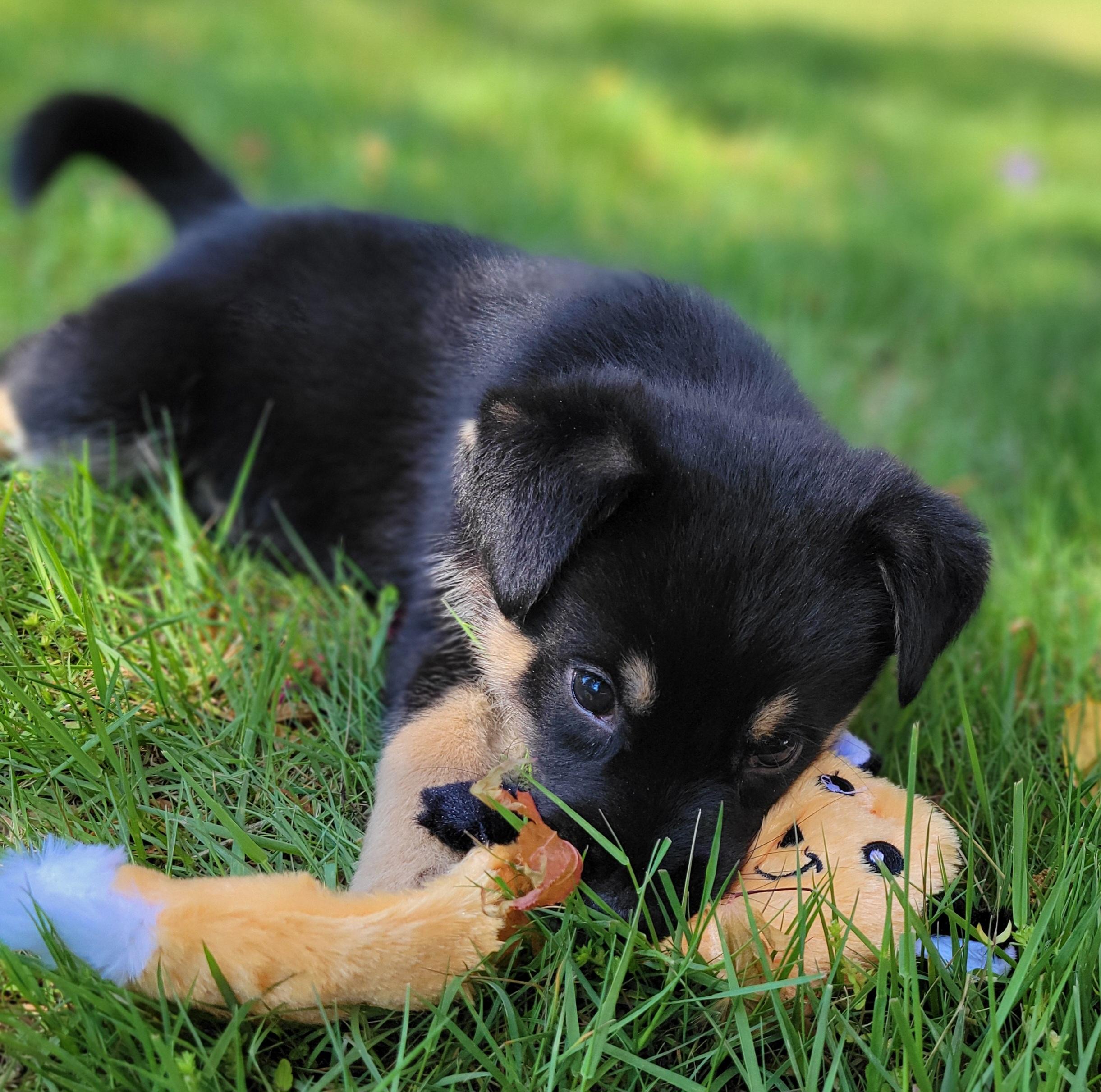 Enlarge Joe, a ADOPTABLE mixed breed in Elwood, NJ image 3/4
