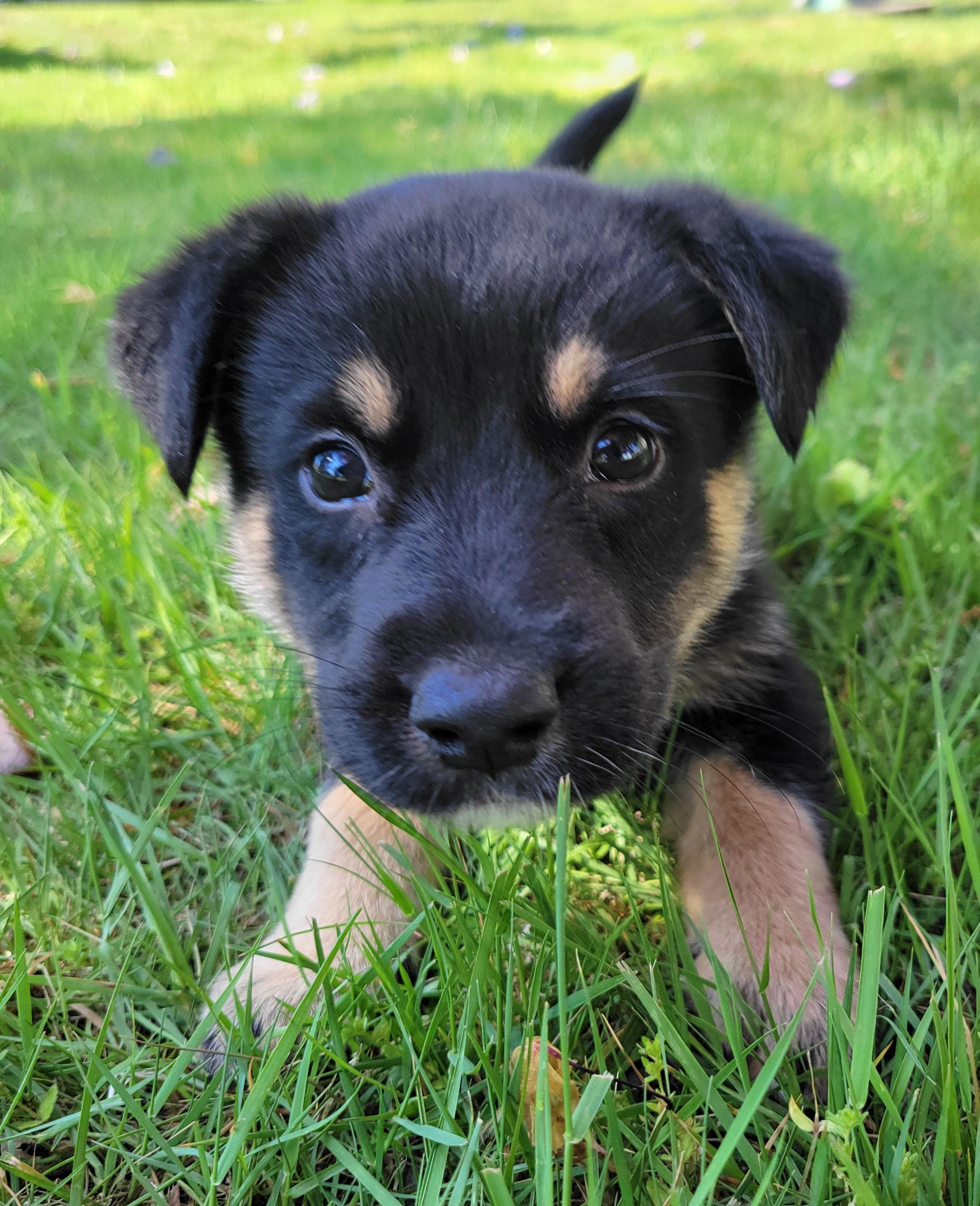 Enlarge Joe, a ADOPTABLE mixed breed in Elwood, NJ image 1/4