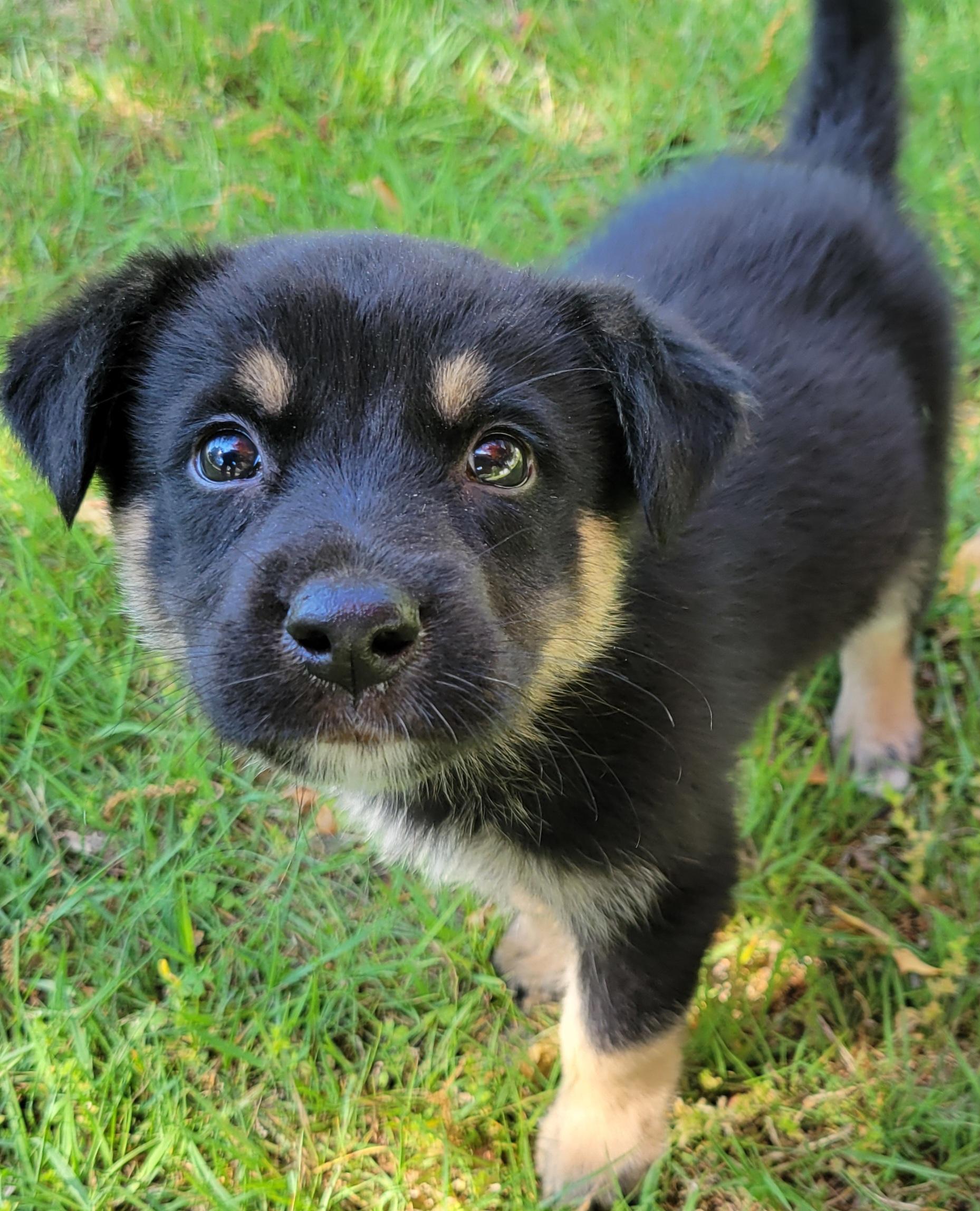 Enlarge Joe, a ADOPTABLE mixed breed in Elwood, NJ image 2/4