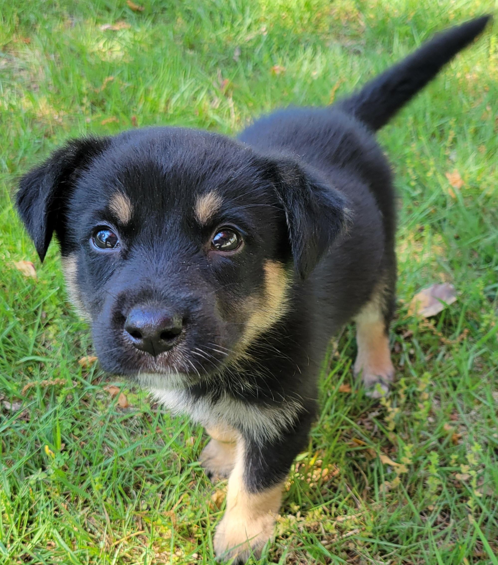 Enlarge Joe, a ADOPTABLE mixed breed in Elwood, NJ image 4/4