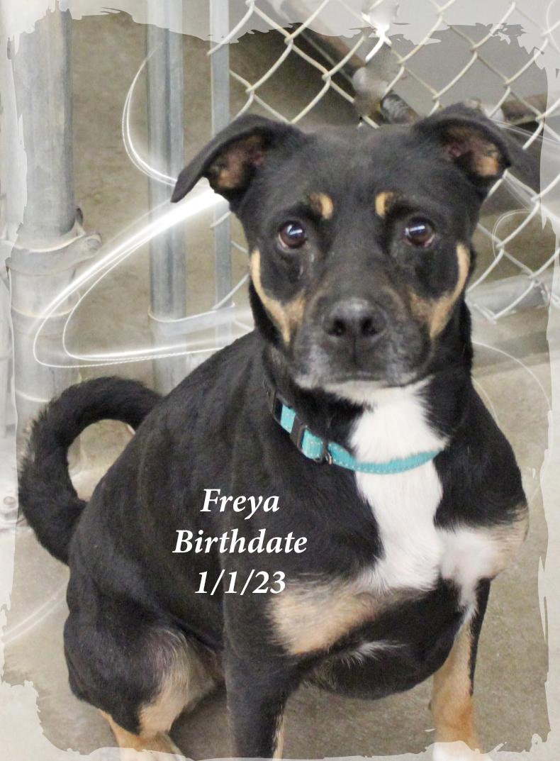 Enlarge Freya, a Adoptable Mixed Breed in Amelia, OH image 1/1