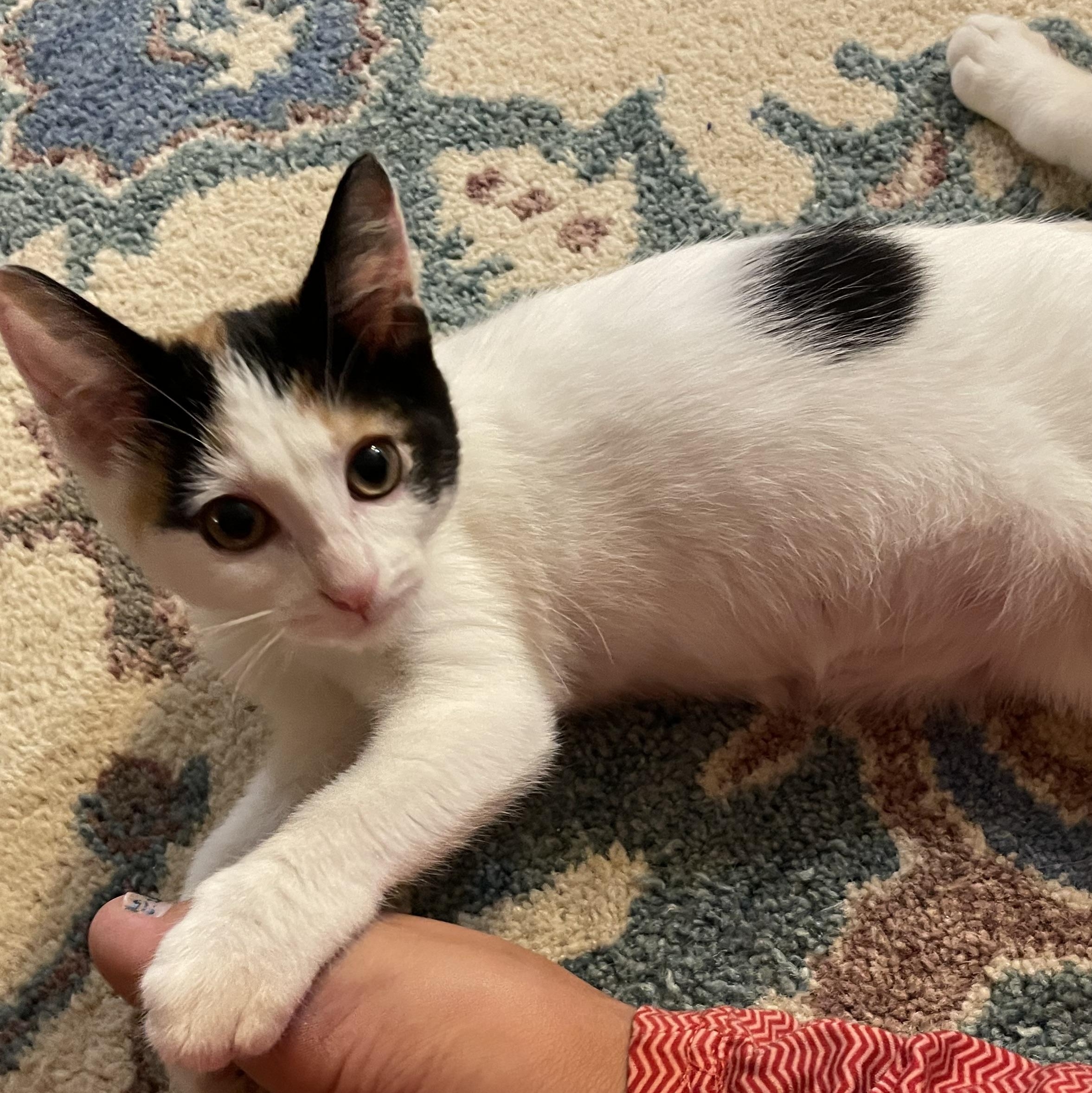 Violet, adopted, Kitten Female Domestic Short Hair.