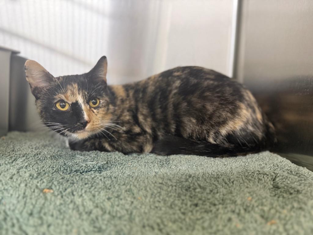 Enlarge Kanoe, a Adoptable mixed breed in Murray, KY image 1/1