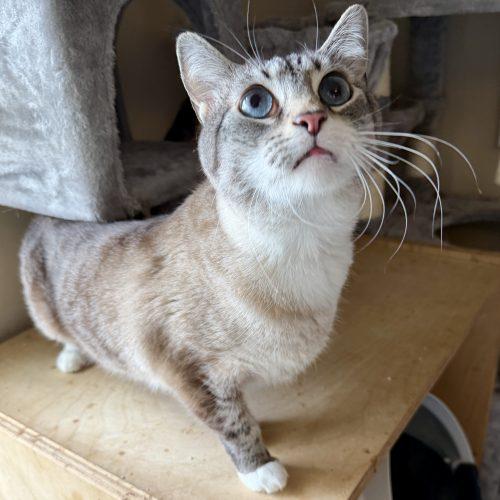 Enlarge Selkie, a Adoptable mixed breed in Knoxville, TN image 1/6