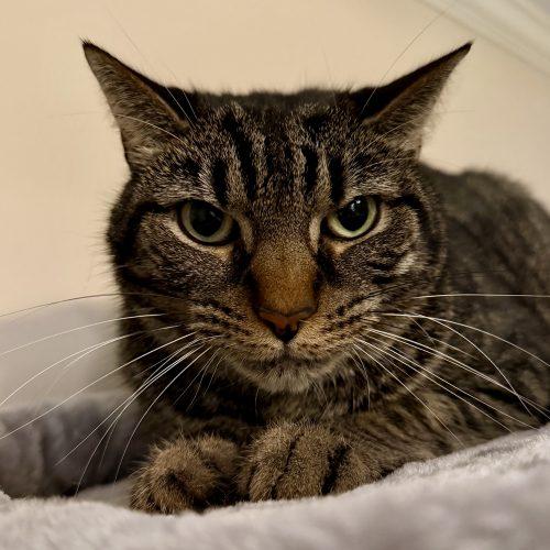 Enlarge Selkie, a Adoptable mixed breed in Knoxville, TN image 1/5