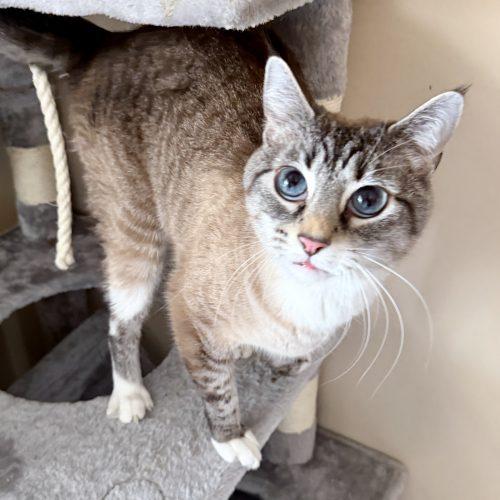 Enlarge Selkie, a Adoptable mixed breed in Knoxville, TN image 2/6