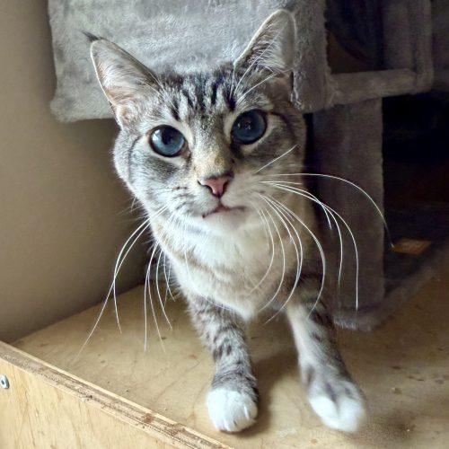 Enlarge Selkie, a Adoptable mixed breed in Knoxville, TN image 4/6