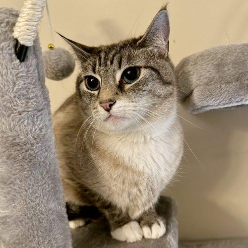 Enlarge Selkie, a Adoptable mixed breed in Knoxville, TN image 3/5