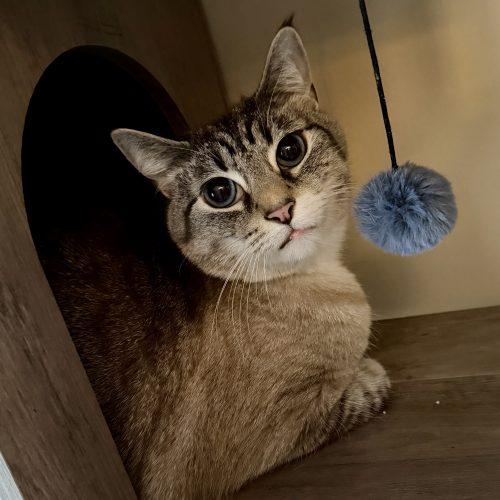 Enlarge Selkie, a Adoptable mixed breed in Knoxville, TN image 4/5