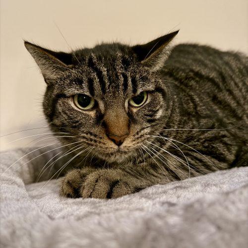 Enlarge Selkie, a Adoptable mixed breed in Knoxville, TN image 5/5