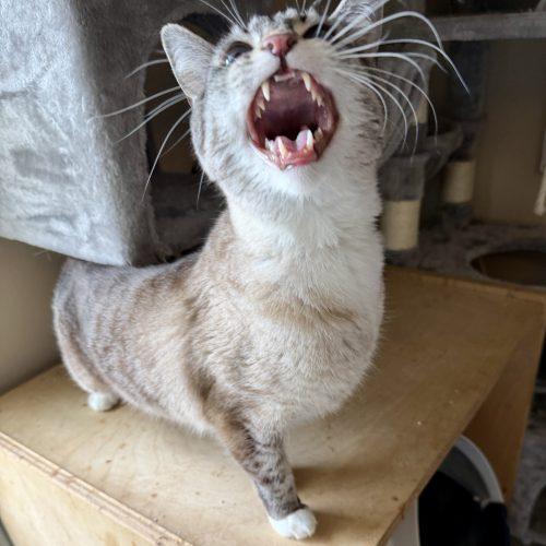 Enlarge Selkie, a Adoptable mixed breed in Knoxville, TN image 6/6