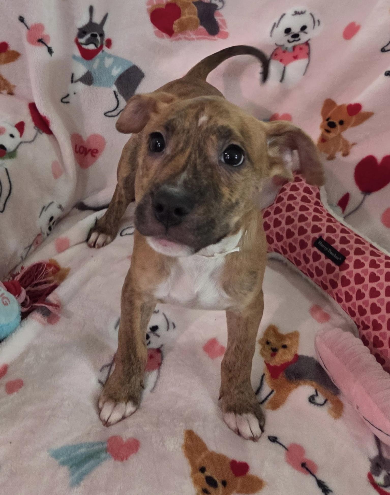 Leroy , an adopted mixed breed in White Lake, MI image 4/6