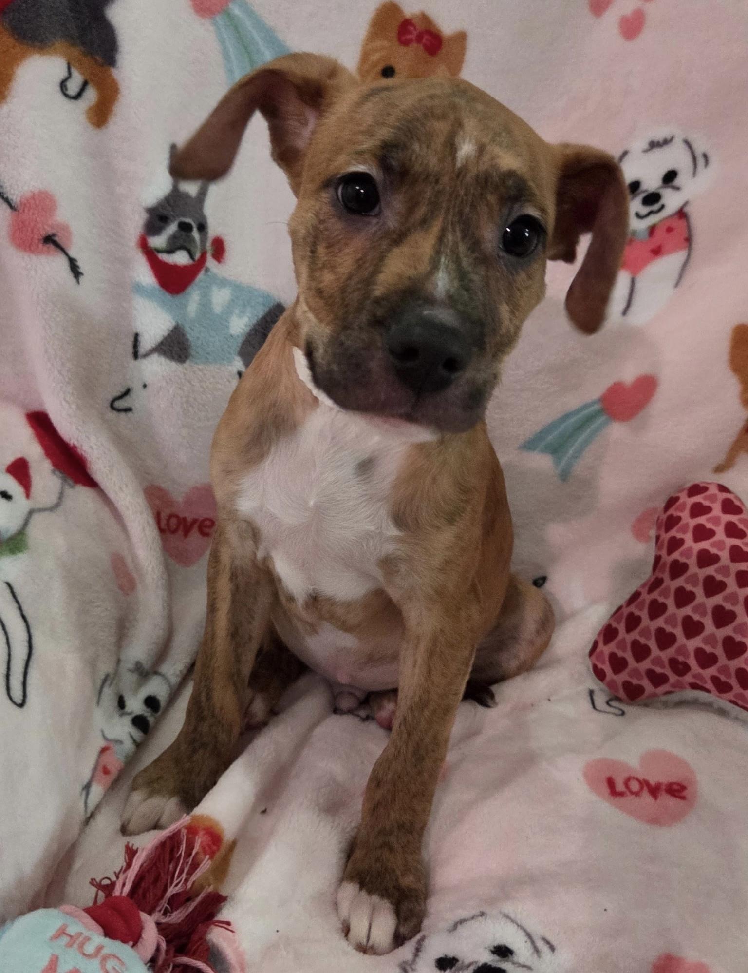 Leroy , adopted, Puppy Male Labrador Retriever & Boxer.