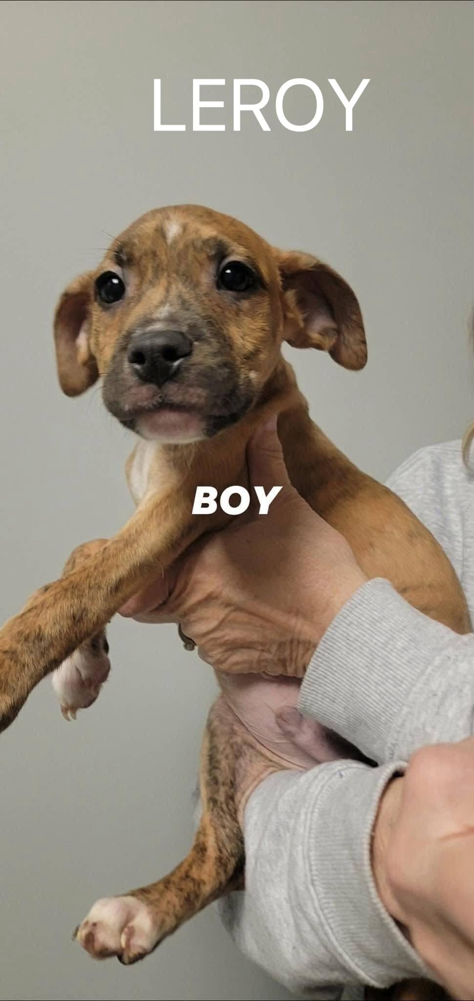 Leroy , an adopted mixed breed in White Lake, MI image 2/6