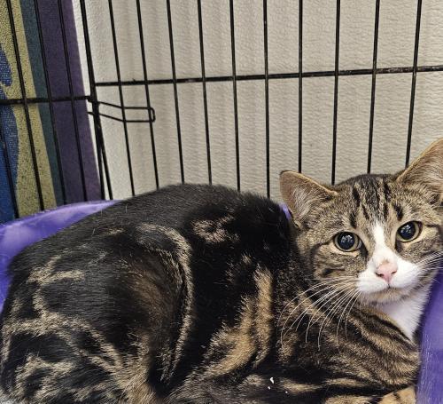 Stormi, Adoptable, Young Female Domestic Short Hair & Tiger.