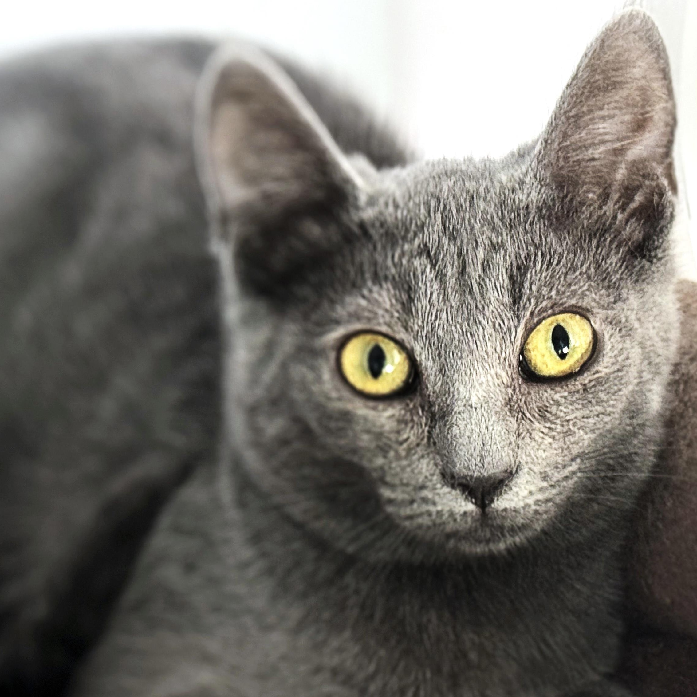 Esther, adopted, Young Female Domestic Short Hair.