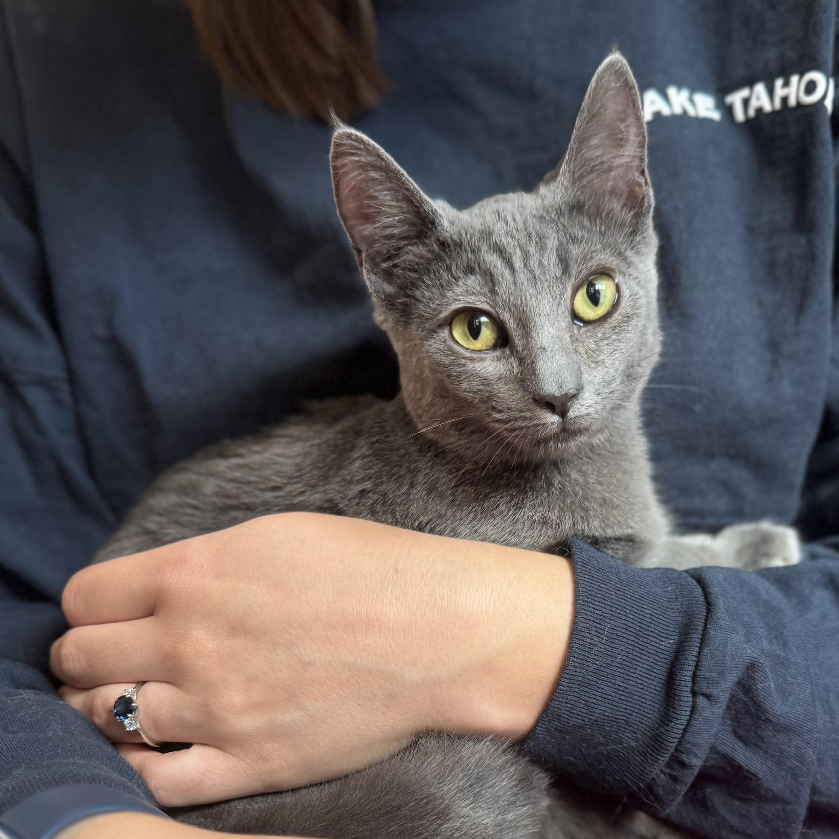 Enlarge Esther, an adopted mixed breed in San Carlos, CA image 3/4