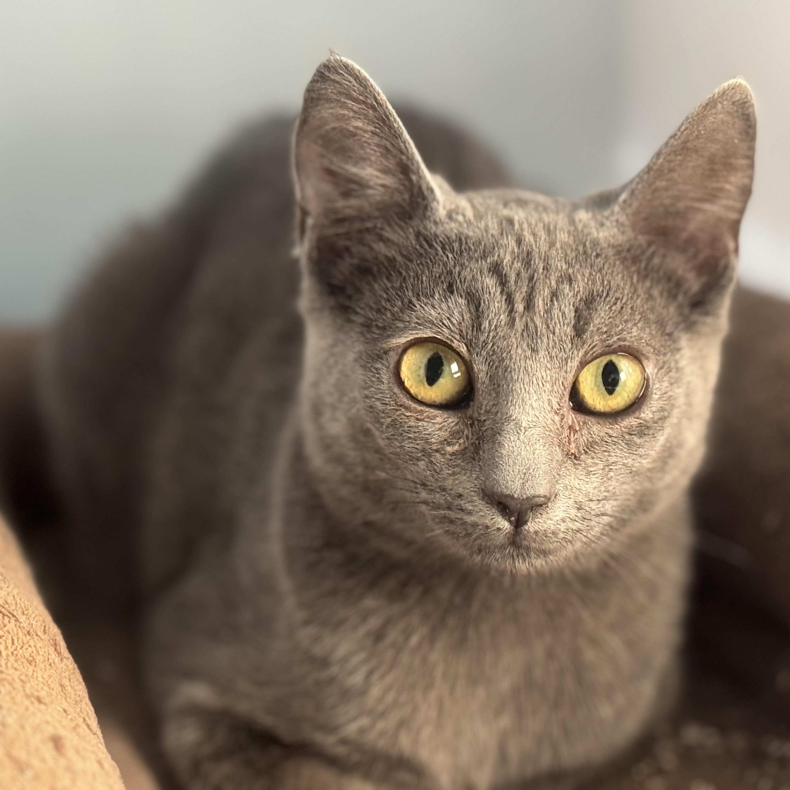 Enlarge Esther, an adopted mixed breed in San Carlos, CA image 4/4