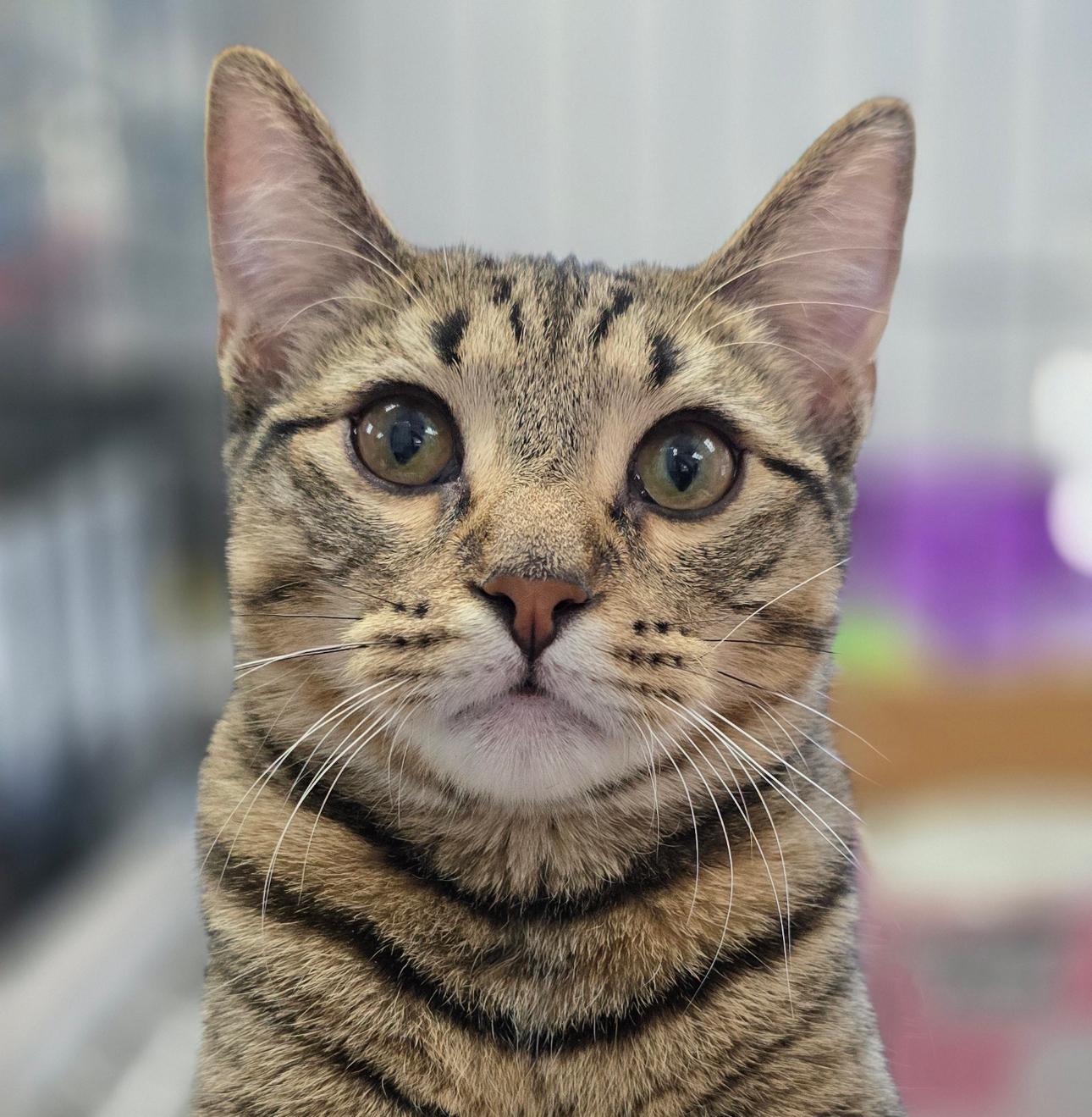 Otis, a Adoptable mixed breed in Lemont, IL image 1/6