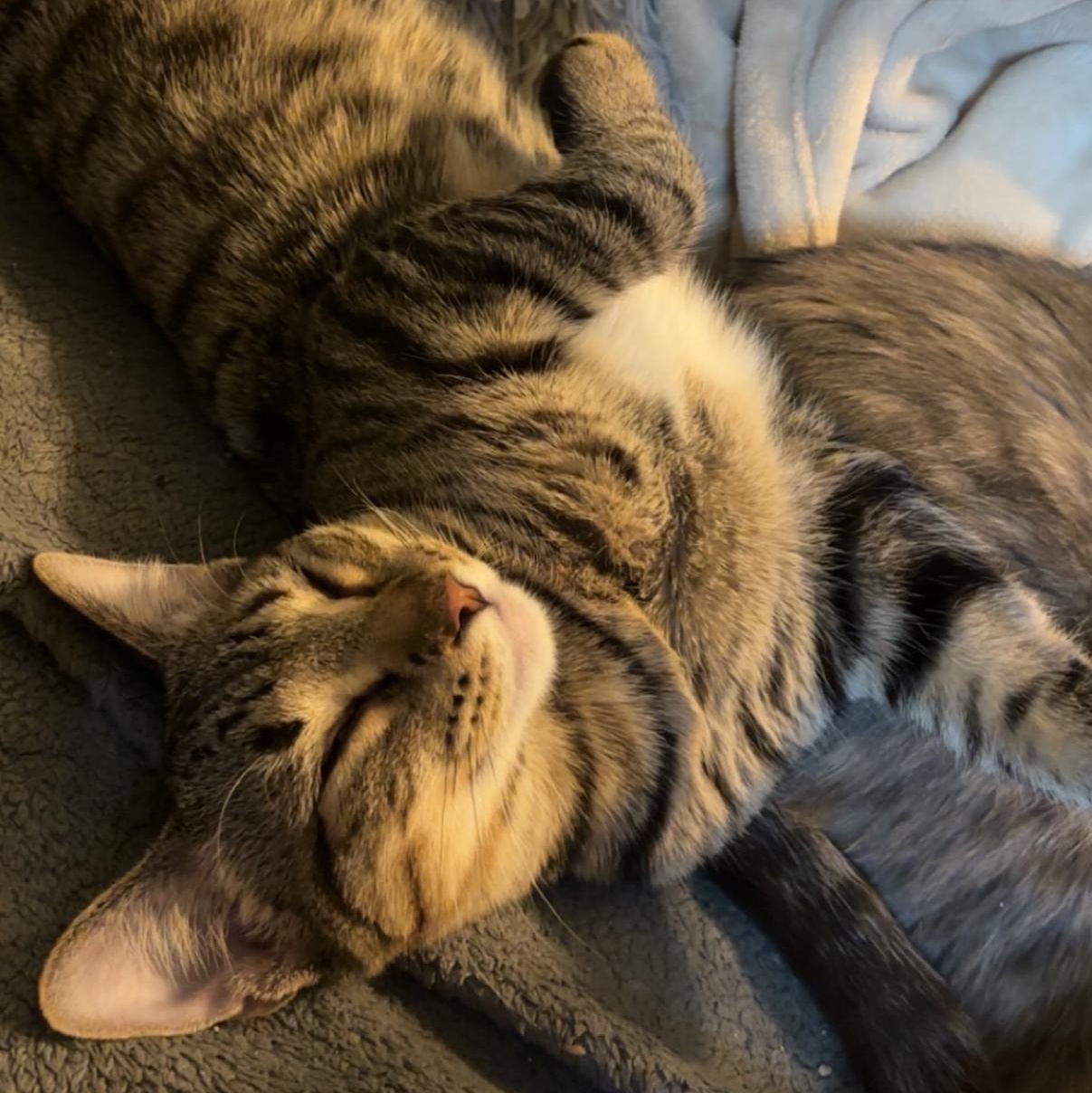 Otis, a Adoptable mixed breed in Lemont, IL image 4/6