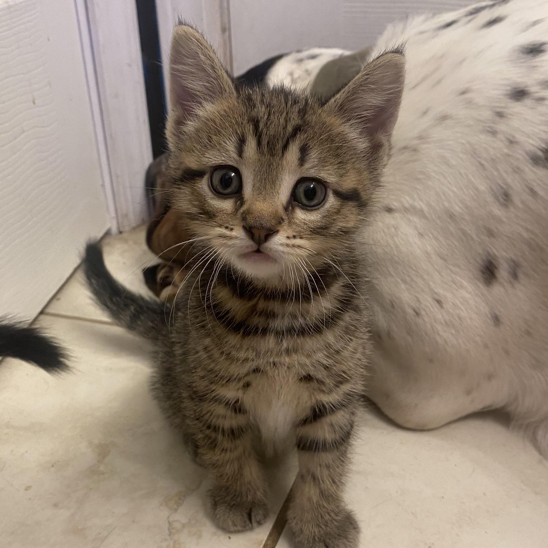 Otis, a Adoptable mixed breed in Lemont, IL image 5/6