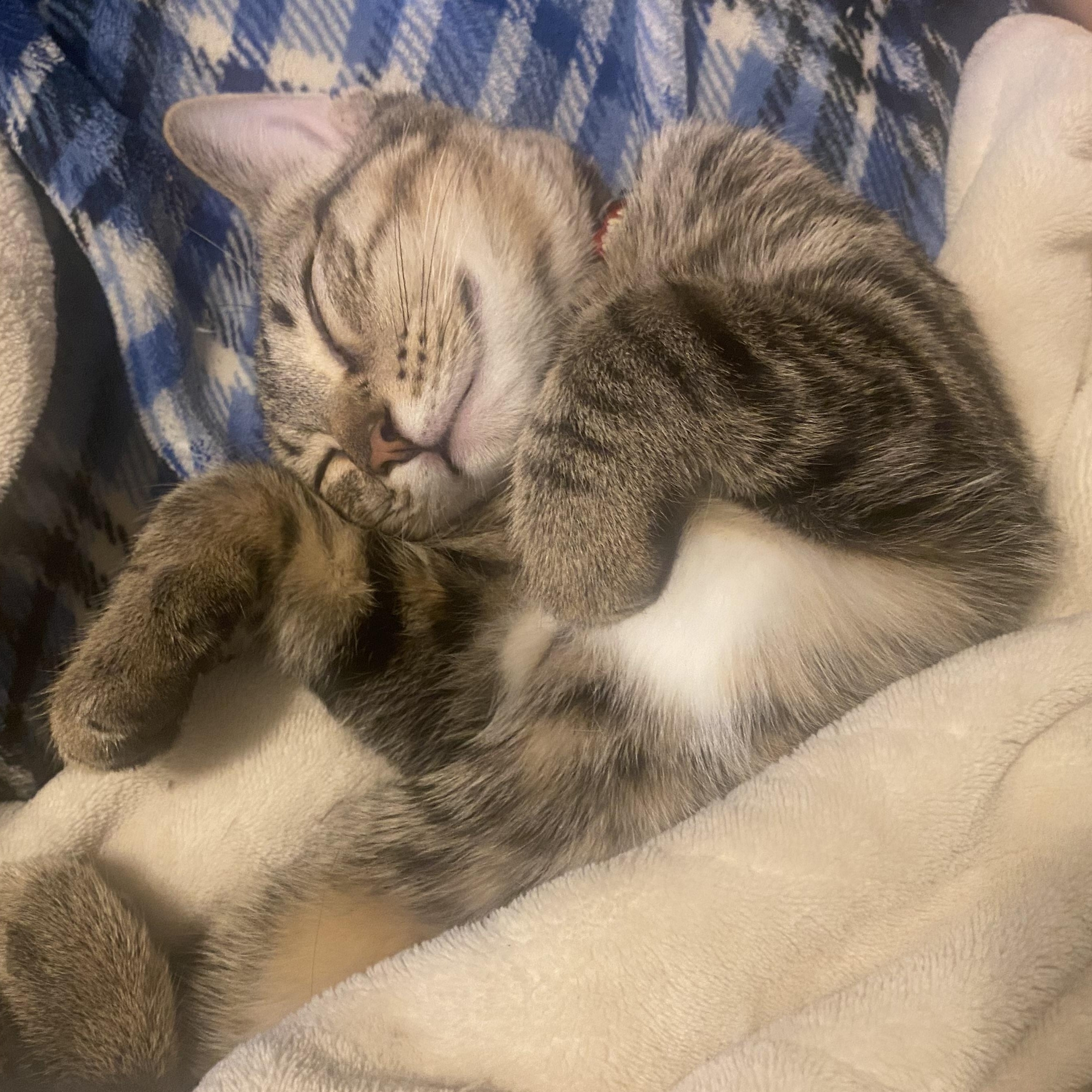 Otis, a Adoptable mixed breed in Lemont, IL image 6/6