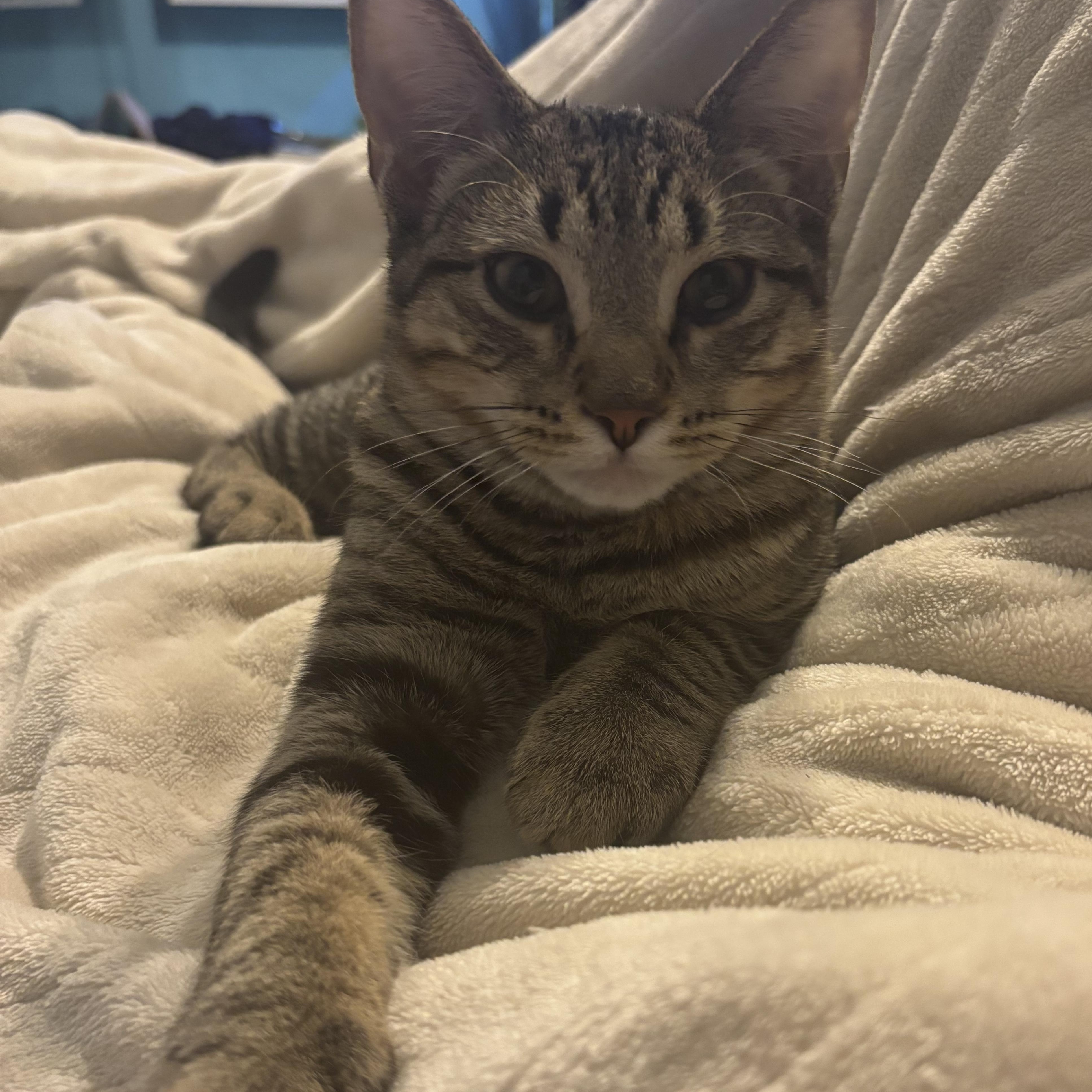 Otis, Adoptable, Kitten Male Domestic Short Hair & Tabby.