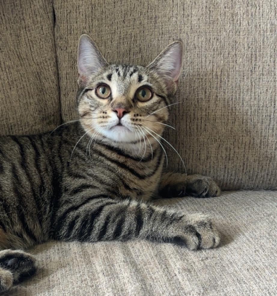 Otis, a Adoptable mixed breed in Lemont, IL image 2/6