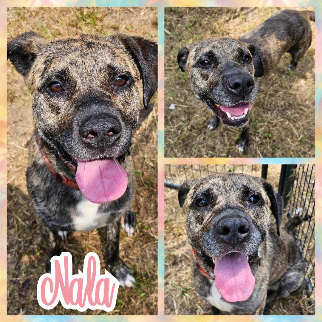 Enlarge Nala, a Adoptable mixed breed in Blacksburg, SC image 1/7