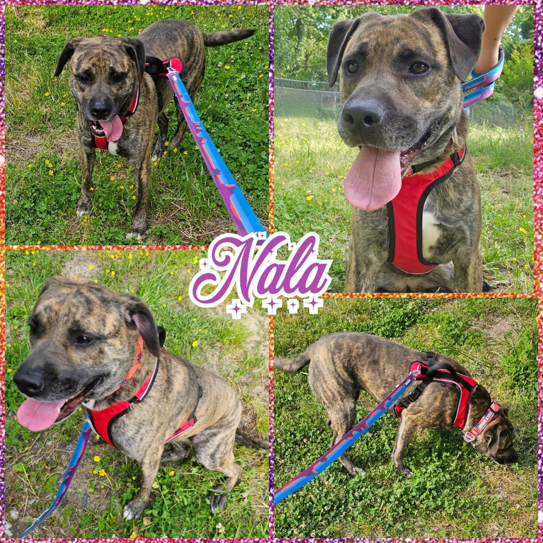 Enlarge Nala, a Adoptable mixed breed in Blacksburg, SC image 2/7