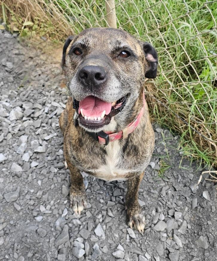 Nala, a Adoptable mixed breed in Blacksburg, SC image 1/6
