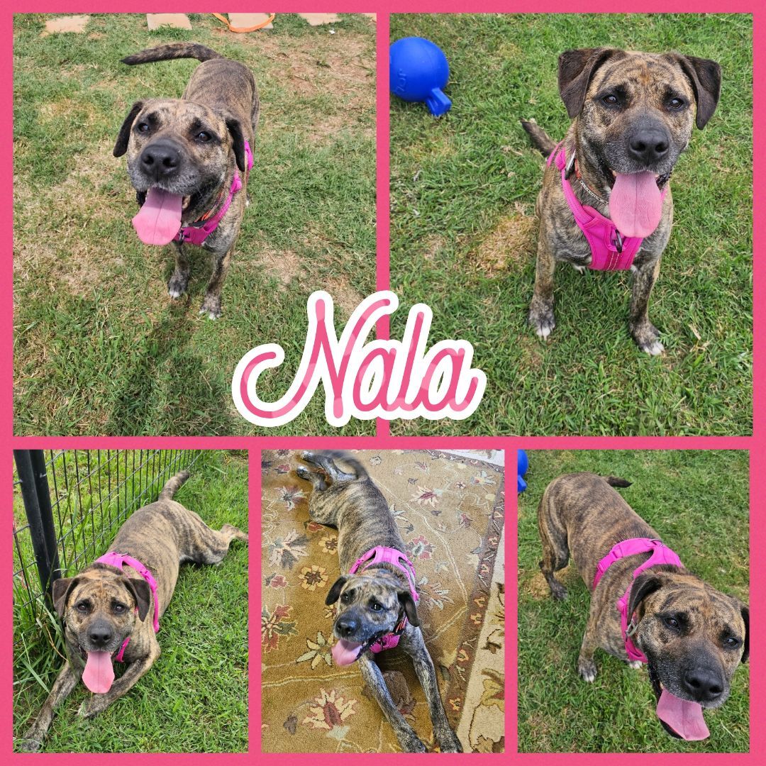 Enlarge Nala, a Adoptable mixed breed in Blacksburg, SC image 3/7