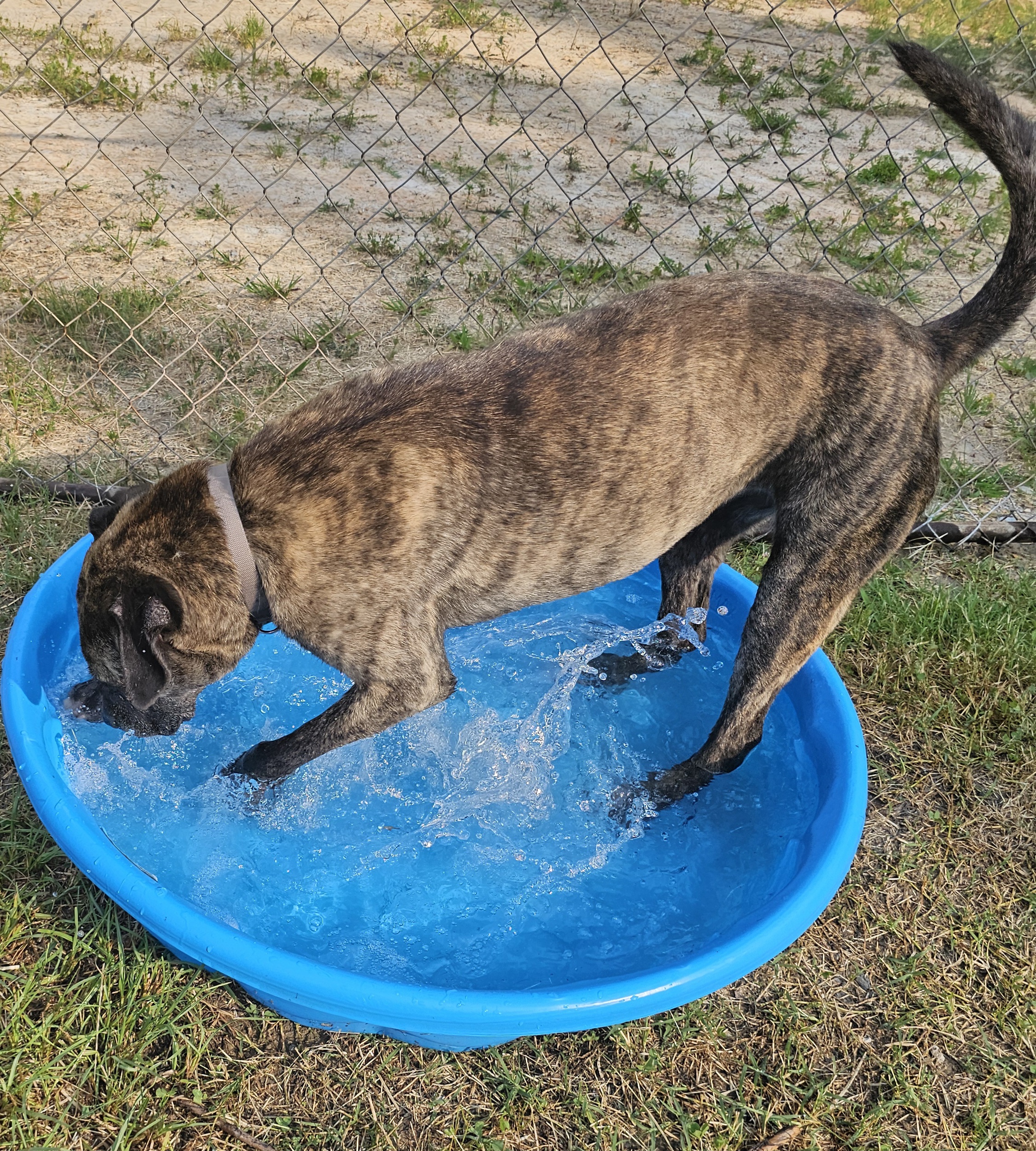 Enlarge Nala, a Adoptable mixed breed in Blacksburg, SC image 4/7