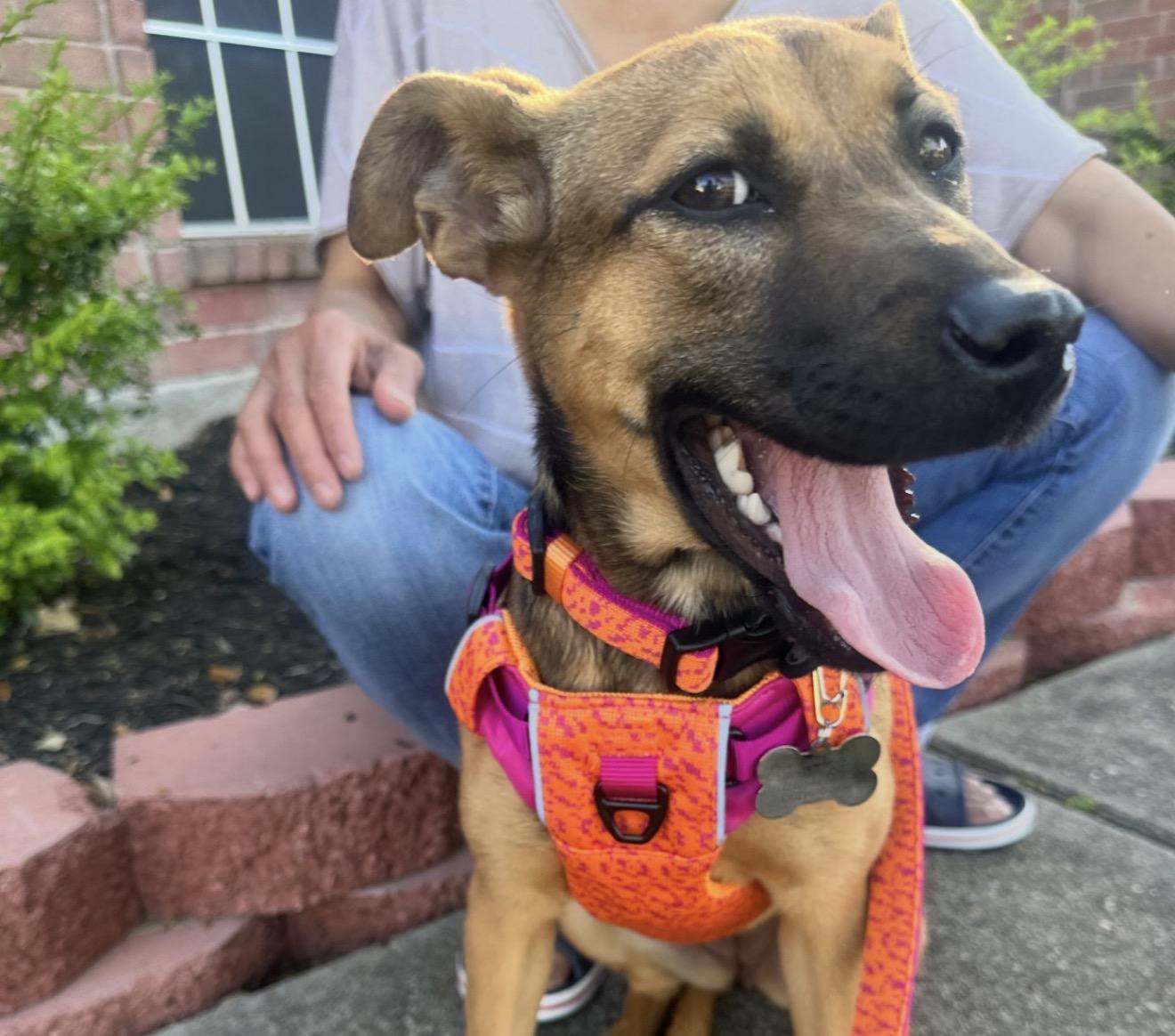 Brooklyn , a Adoptable mixed breed in Billings , MT image 1/6