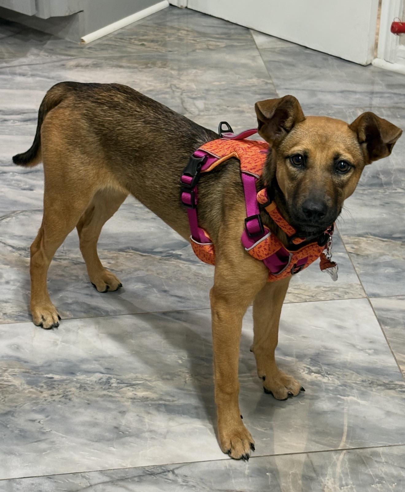 Brooklyn , a Adoptable mixed breed in Billings , MT image 3/6