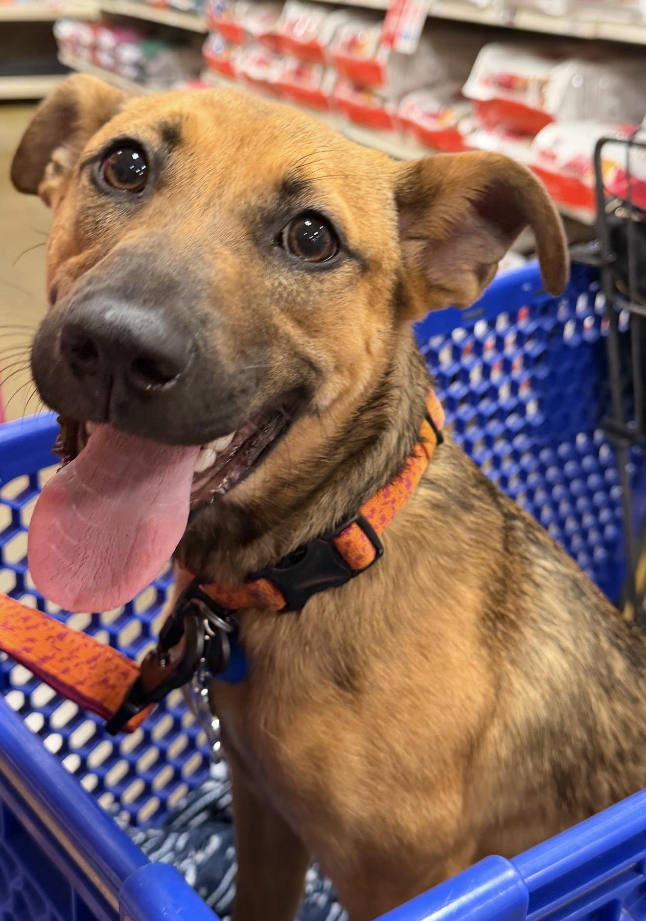 Brooklyn , a Adoptable mixed breed in Billings , MT image 6/6