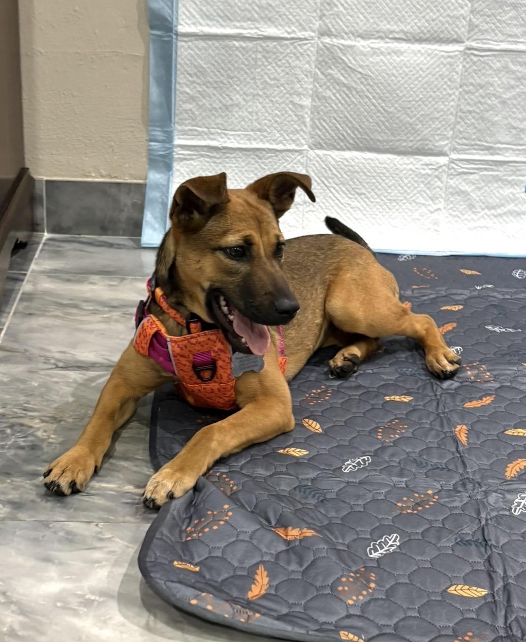 Brooklyn , a Adoptable mixed breed in Billings , MT image 5/6