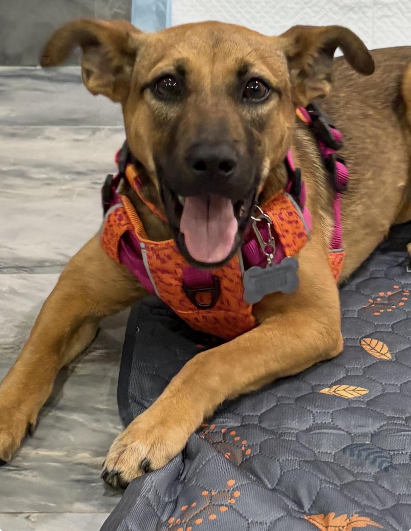 Brooklyn , a Adoptable mixed breed in Billings , MT image 4/6